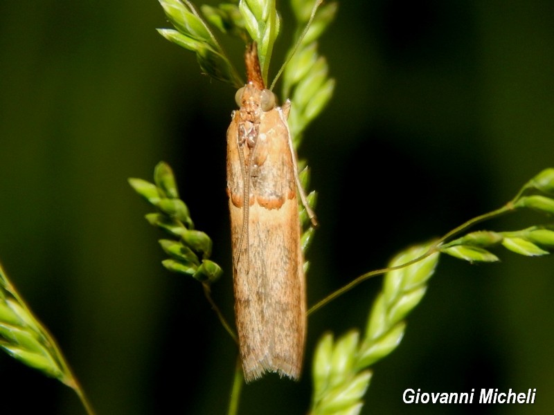 Etiella zinchenella, Pyralidae